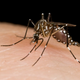 Imagen para el artículo titulado La ciencia revela cómo te localizan los mosquitos